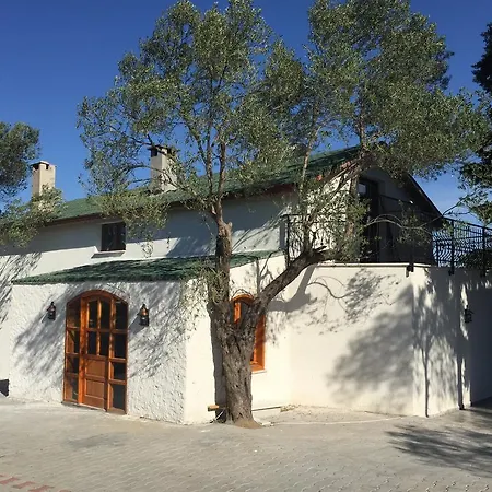 Passawanda Karaağaç